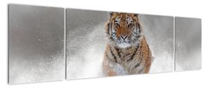 Obraz běžícího tygra (170x50cm)