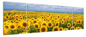 Obraz - slunečnice (170x50cm)