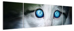 Obraz kočky, zářivé oči (170x50cm)