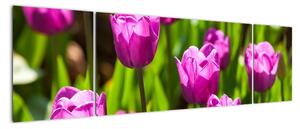 Obraz kvetoucích tulipánů (170x50cm)