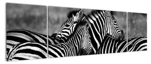 Obraz - zebry (170x50cm)