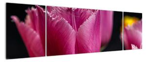 Tulipány - obrazy (170x50cm)