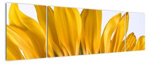 Obraz květu slunečnice (170x50cm)
