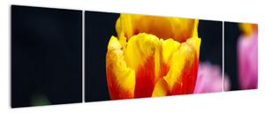Obraz tulipánu (170x50cm)