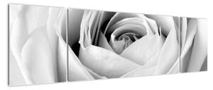 Černobílý obraz růže (170x50cm)