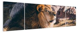 Obraz - ležící lev (170x50cm)