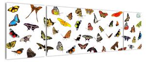 Obrazy motýlů (170x50cm)