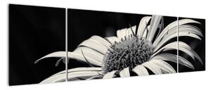 Černobílý obraz květu (170x50cm)