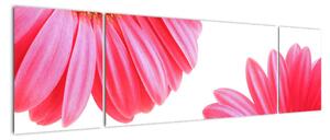 Obraz květin - astra (170x50cm)
