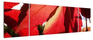 Obraz červených listů (170x50cm)