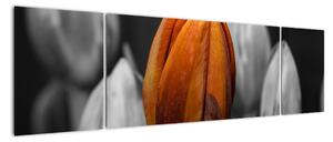 Oranžový tulipán mezi černobílými - obraz (170x50cm)