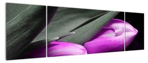 Obraz fialových tulipánů (170x50cm)