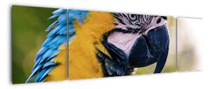 Obraz - papoušek (170x50cm)
