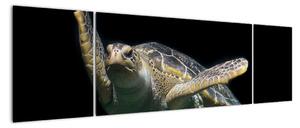 Obraz plovoucí želvy (170x50cm)
