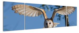 Obraz letící sovy (170x50cm)