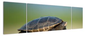 Obraz želvy - moderní obrazy (170x50cm)