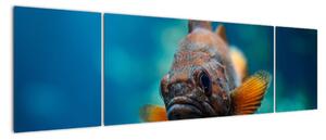 Obraz - ryba (170x50cm)