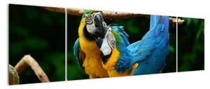 Obraz papoušků na laně (170x50cm)
