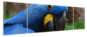 Obraz - papoušek (170x50cm)