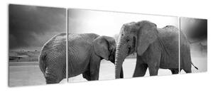 Obraz - sloni (170x50cm)