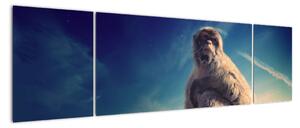 Obraz opice - obrazy zvířat (170x50cm)