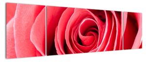Obraz červené růže (170x50cm)