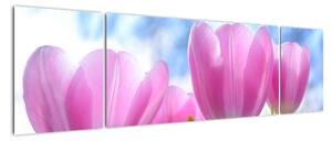 Obraz růžových tulipánů (170x50cm)