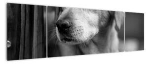 Černobílý obraz psa (170x50cm)