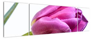 Obraz růžového tulipánu (170x50cm)
