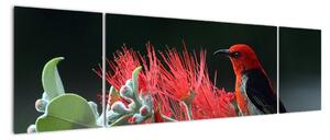 Obraz ptáků - červená (170x50cm)