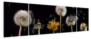Odkvétající pampelišky - obraz na stěnu (170x50cm)