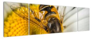Obraz - detail včely (170x50cm)