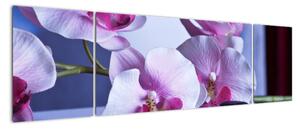 Obraz orchideje (170x50cm)