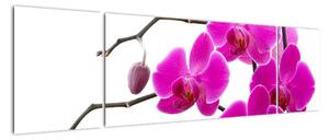 Obraz orchidejí na zeď (170x50cm)