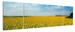 Obraz pole slunečnic (170x50cm)