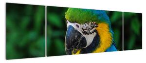 Obraz papouška (170x50cm)