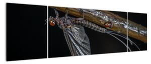 Obraz - hmyz (170x50cm)