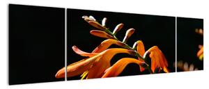 Obraz detailu květiny (170x50cm)