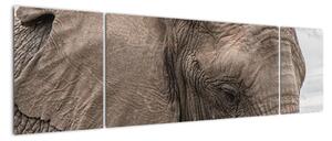 Obraz slona (170x50cm)