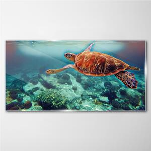 Obraz na skle Obraz na skle mořská zvířata želva vody