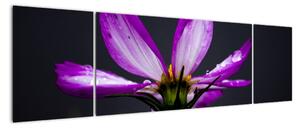 Obraz - květiny (170x50cm)