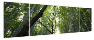 Obraz lesů (170x50cm)