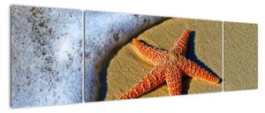 Obraz s mořskou hvězdou (170x50cm)