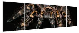 Obraz tarantule (170x50cm)