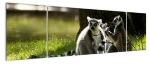 Obraz lemurů (170x50cm)