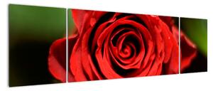 Obrázek růže (170x50cm)