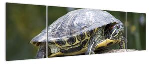 Obraz suchozemské želvy (170x50cm)