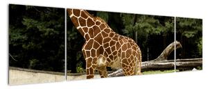Obraz žirafy (170x50cm)