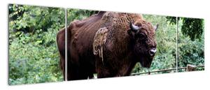 Obraz s americkým bizonem (170x50cm)