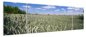 Pole pšenice - obraz (170x50cm)